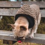 frenchie space shop guccino french bulldog vest