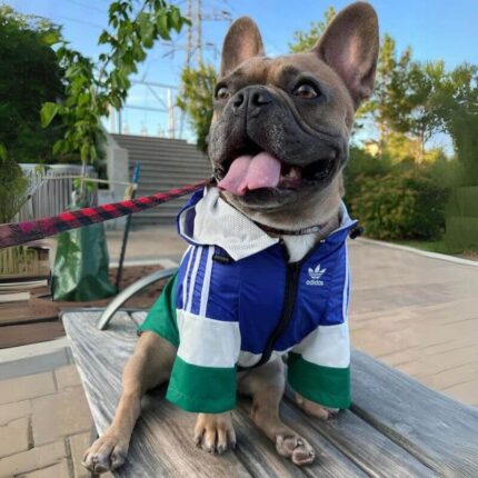 frenchie space shop originals french bulldog windbreaker