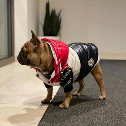frenchie space shop pawcler french bulldog vest
