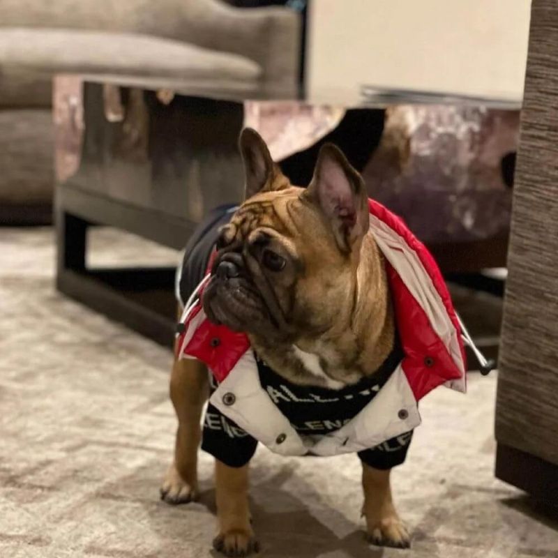 frenchie space shop pawcler french bulldog vest