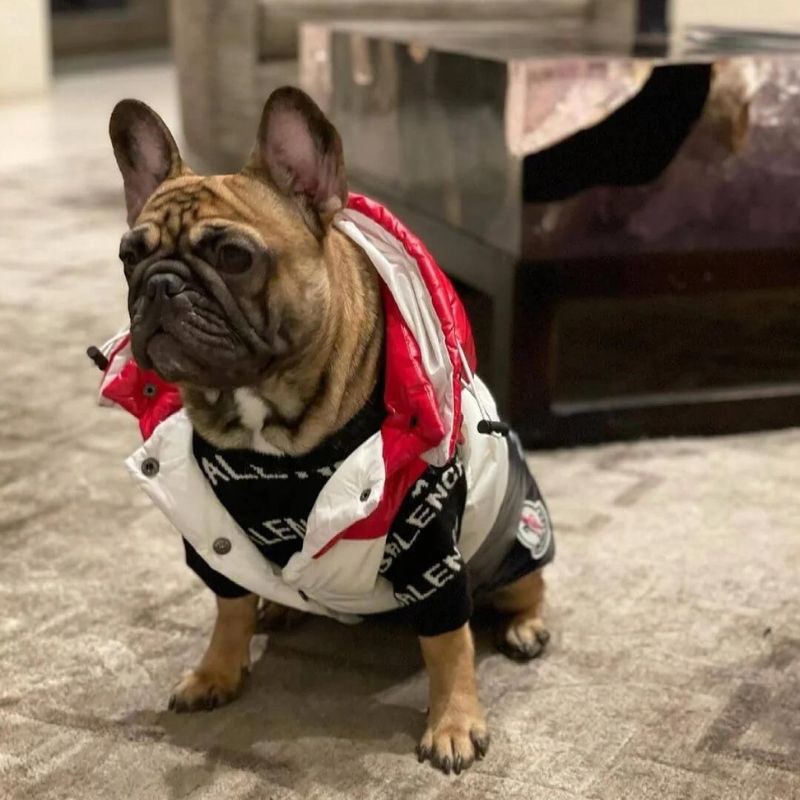 frenchie-space-shop-pawcler-french-bulldog-vest-3 frenchie space shop pawcler french bulldog vest
