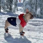 frenchie space shop pawcler french bulldog vest