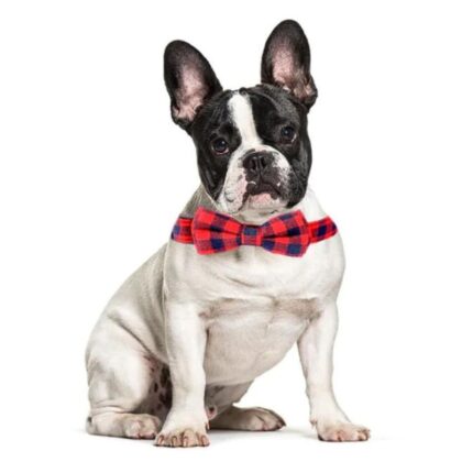 frenchie space shop plaid french bulldog collar