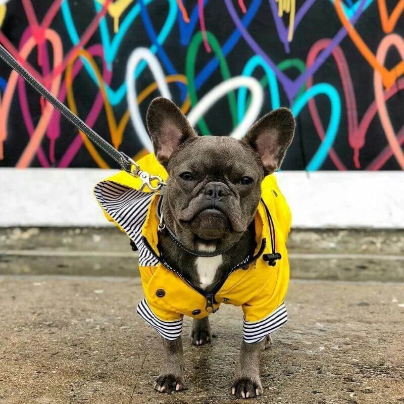 frenchie-space-shop-rain-rover-frenchie-coat-3 frenchie space shop rain rover frenchie coat