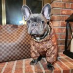 frenchie space shop reversible french bulldog jacket