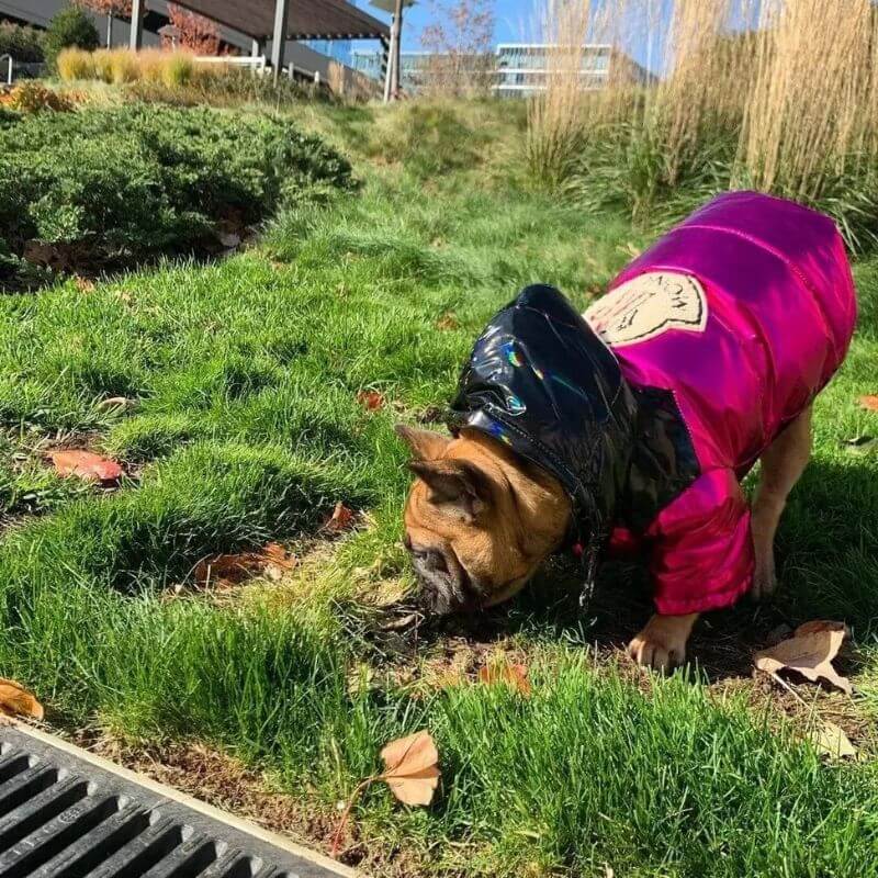 frenchie-space-shop-shinypink-french-bulldog-jacket-5 frenchie space shop shinypink french bulldog jacket