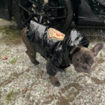frenchie space shop shinypink french bulldog jacket