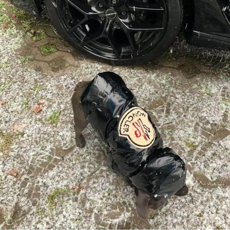 frenchie space shop shinypink french bulldog jacket