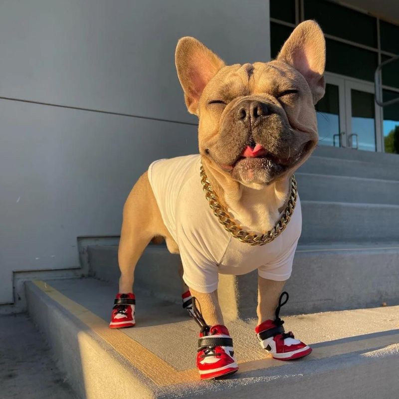 frenchie-space-shop-sporty-french-bulldog-shoes-1 frenchie space shop sporty french bulldog shoes