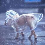 frenchie space shop transparent french bulldog raincoat