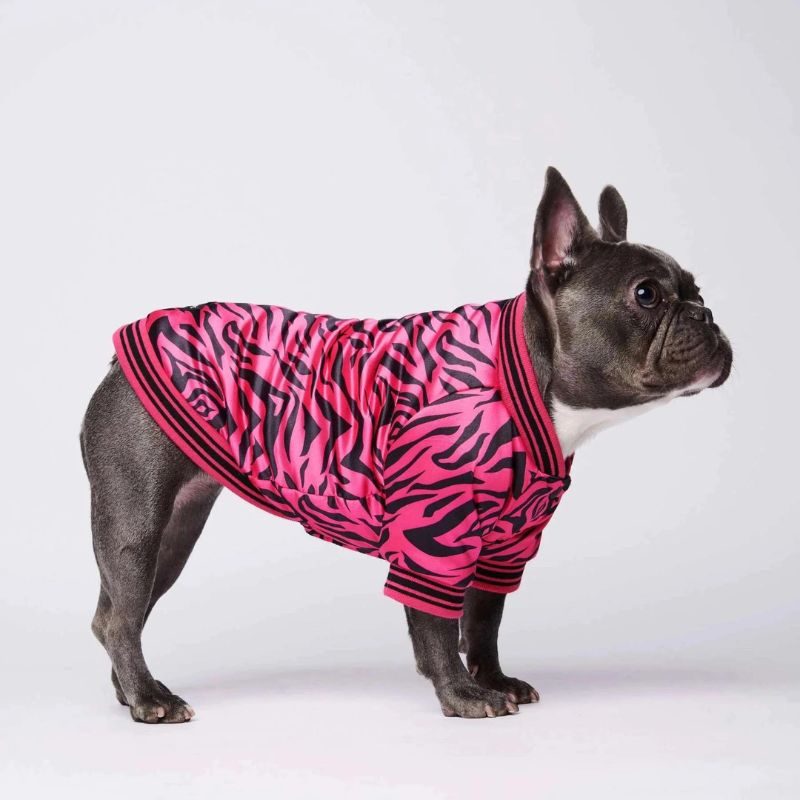 frenchie space shop vogue french bulldog jacket