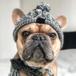 frenchie space shop winter french bulldog beanie