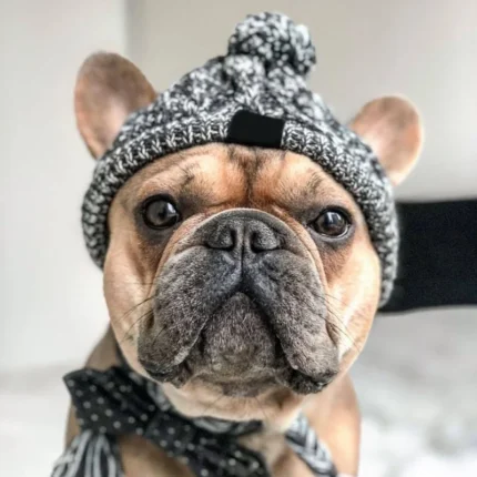 frenchie space shop winter french bulldog beanie