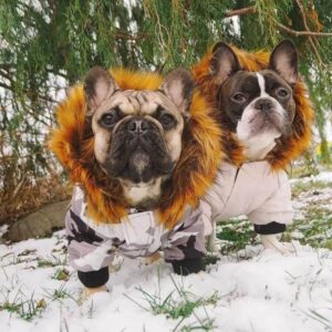 frenchie space shop winter parka french bulldog jacket
