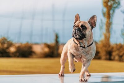 dermatitis in french bulldogs