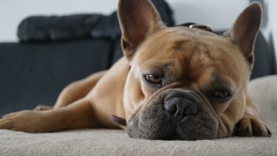 frenchie sleeping on the bed