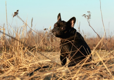allergies in french bulldogs