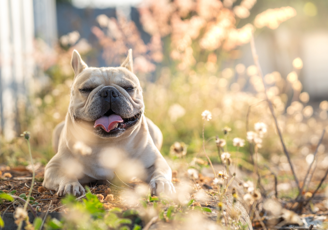 frenchie life stages