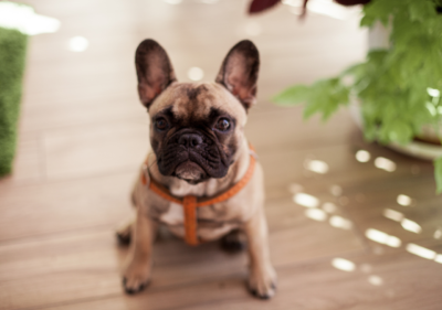 frenchie sitting