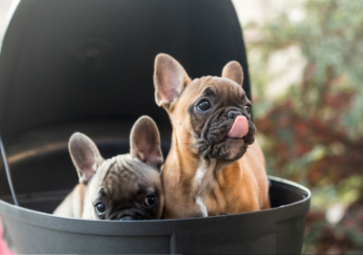 can french bulldogs give birth naturally
