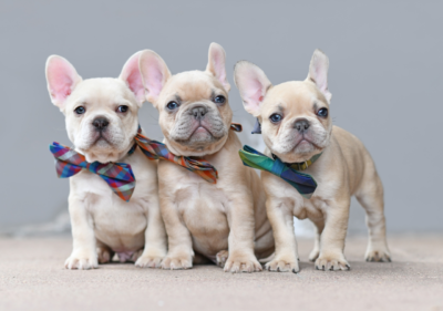 can french bulldogs give birth naturally