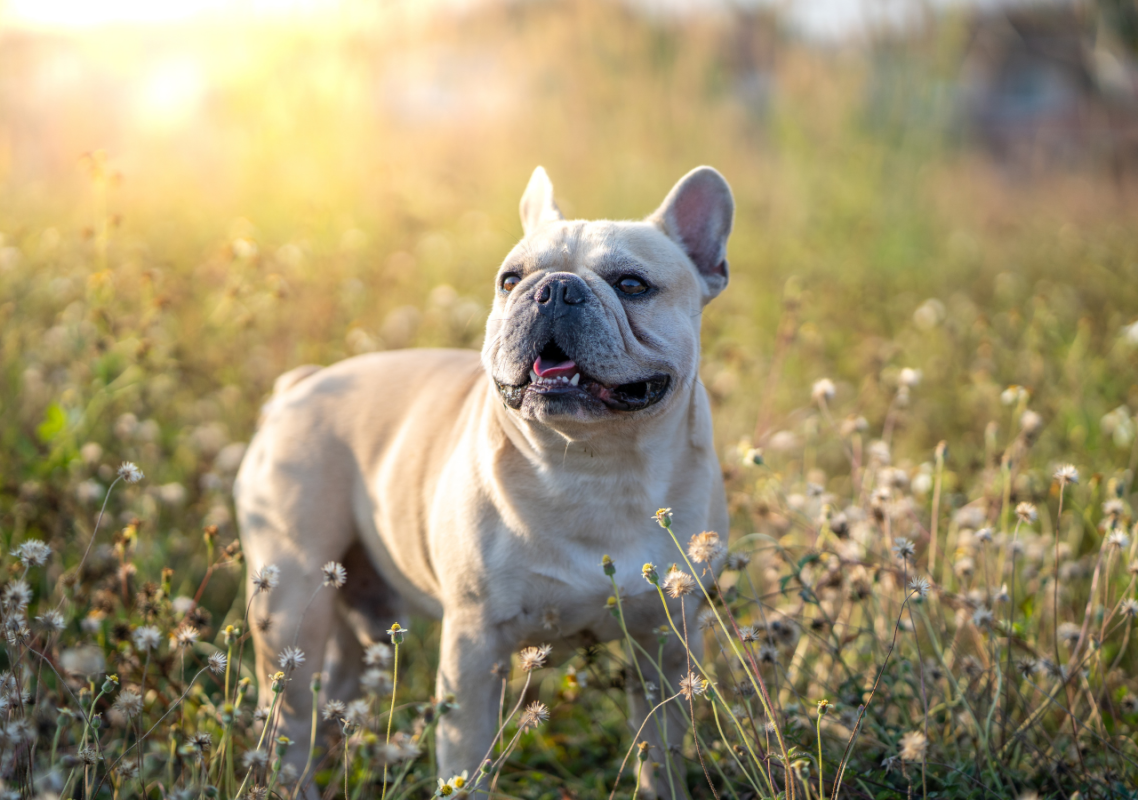 allergies in french bulldogs