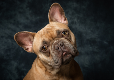 french bulldog allergies