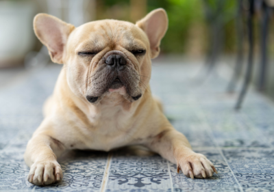 french bulldog allergies
