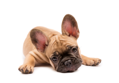 french bulldog paw licking