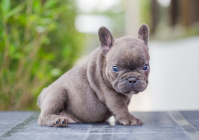 can french bulldogs give birth naturally