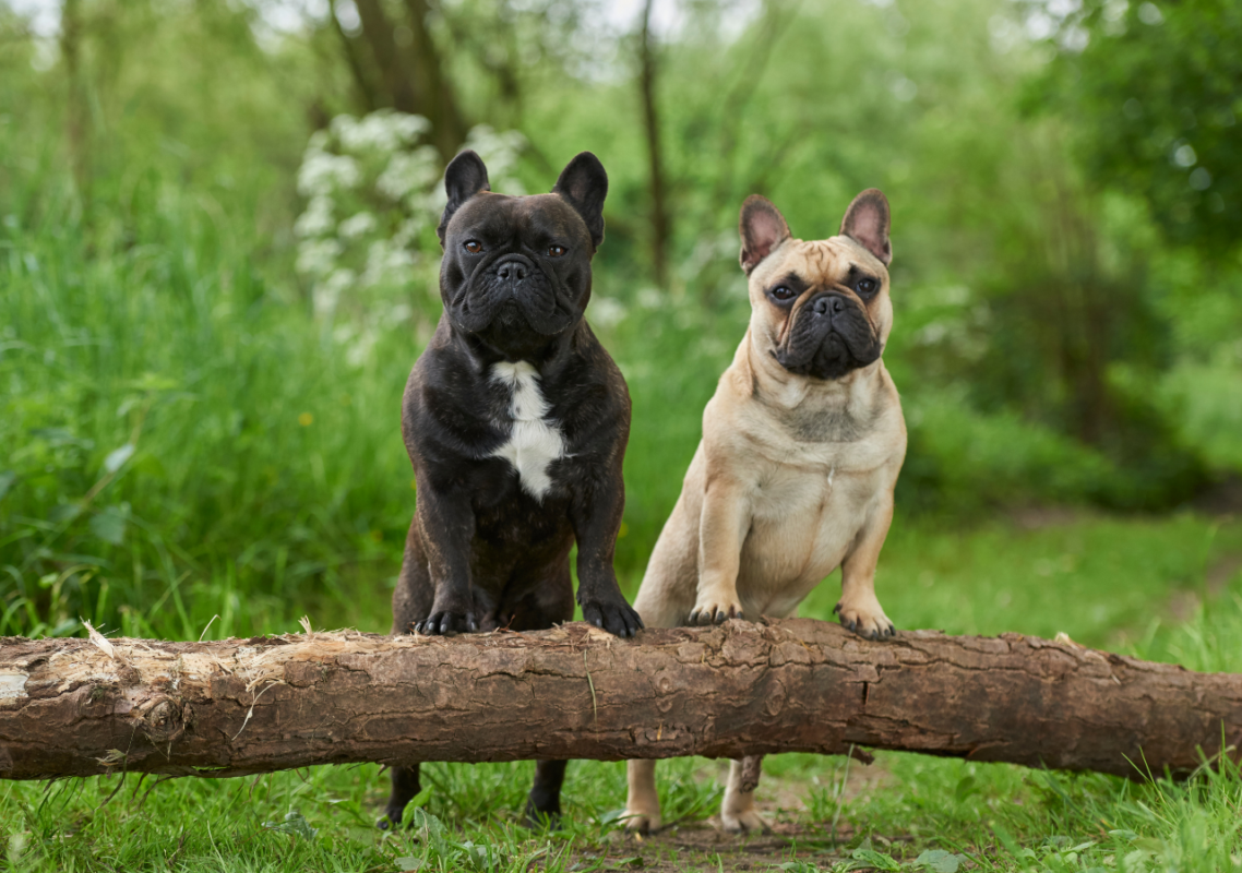 best dog brush for french bulldogs