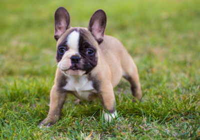 ivdd french bulldogs