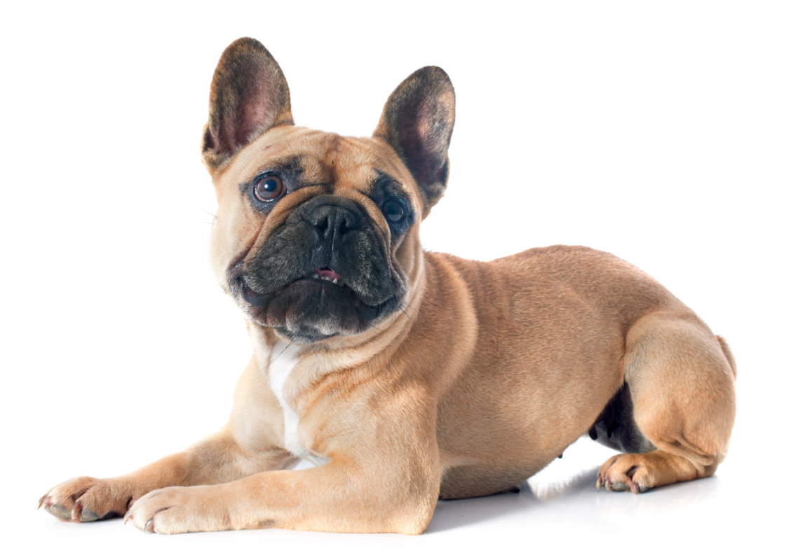 french bulldog life stages