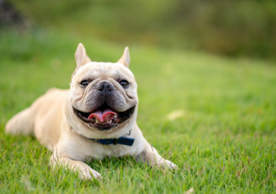 french bulldog with ivdd