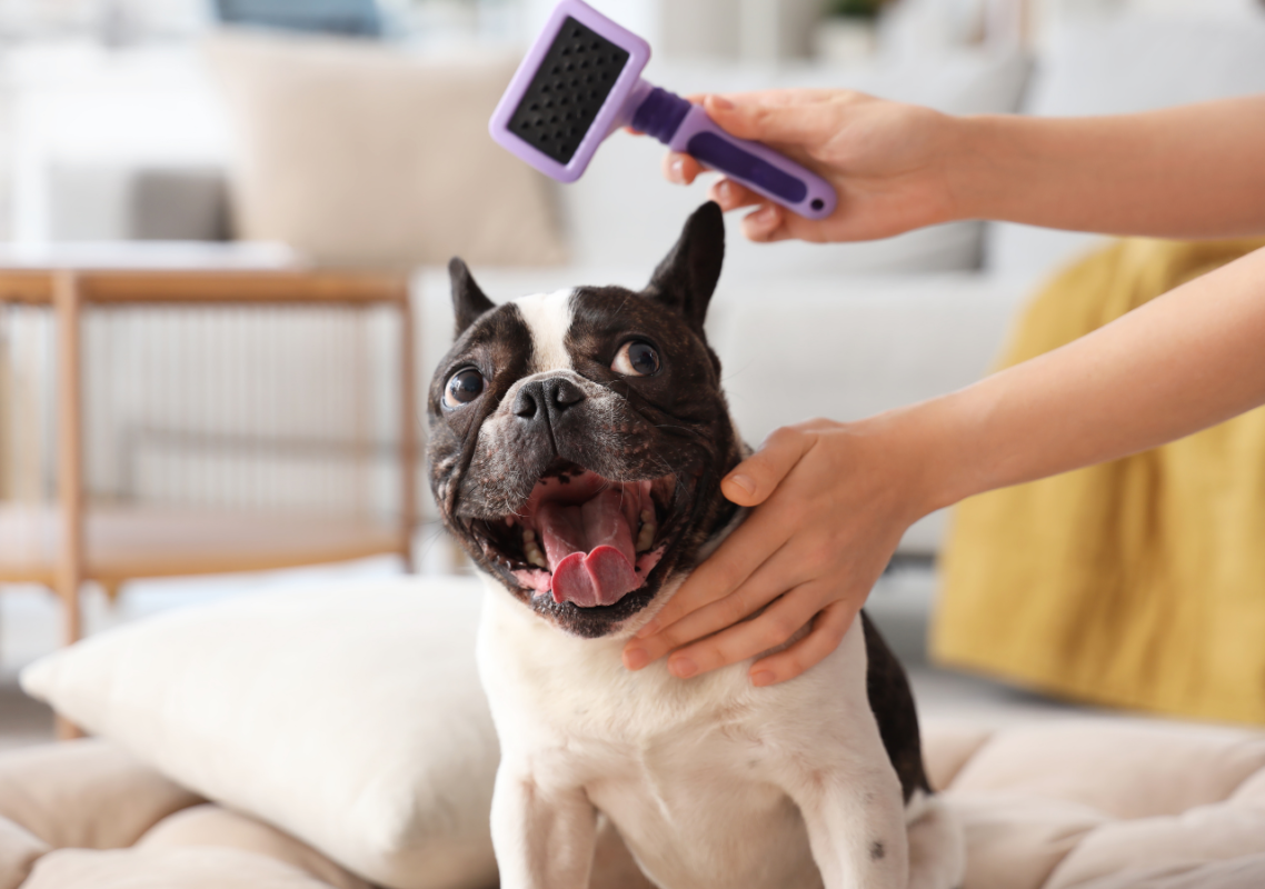 best dog brush