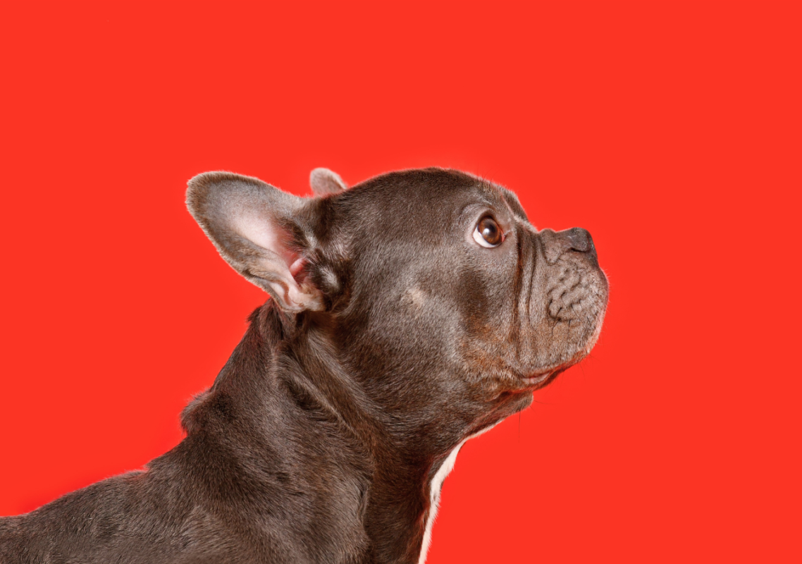 chocolate french bulldog