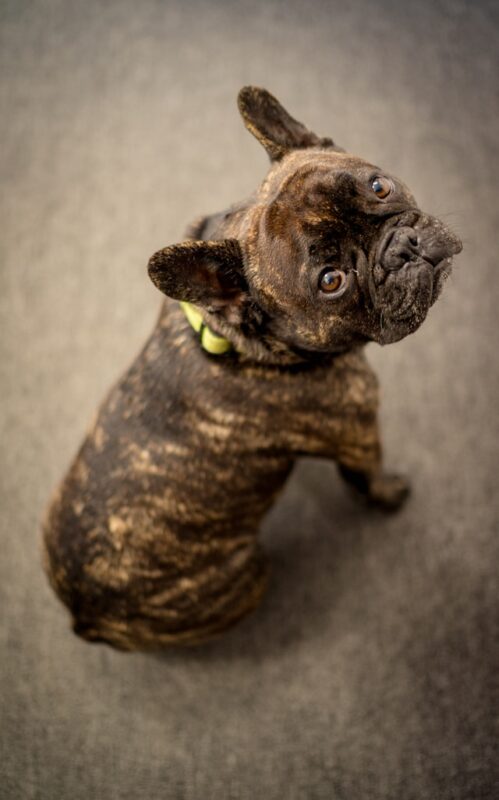 chocolate french bulldog