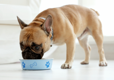 frenchie space French Bulldog Food Aggression 9 Tips to Treat It Successfully
