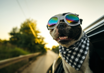 french bulldog heatstroke
