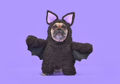 french bulldogs are the worst