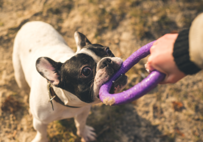are french bulldogs smart