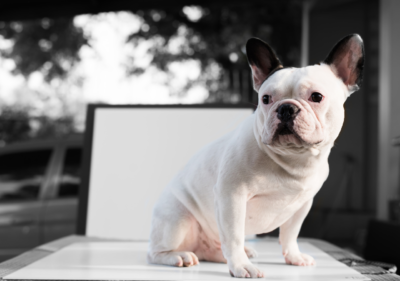 are french bulldogs smart