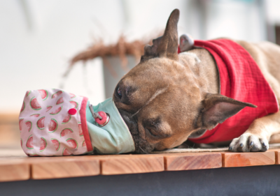 french bulldog diet