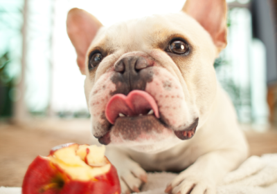 french bulldog diet