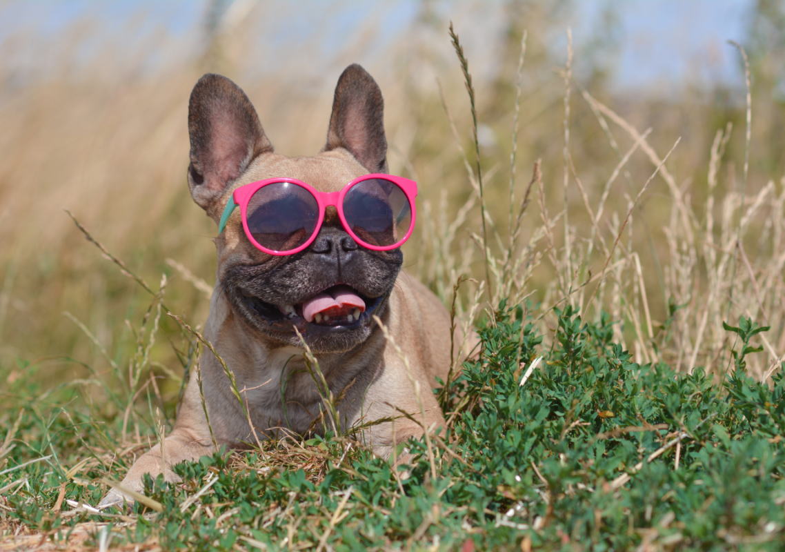 french bulldog heatstroke