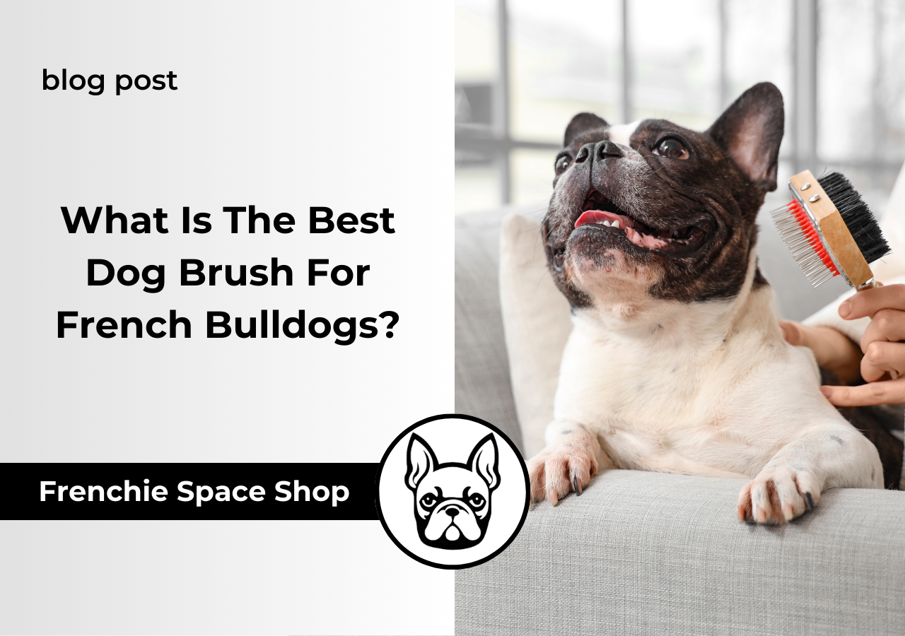 brush for a frenchie