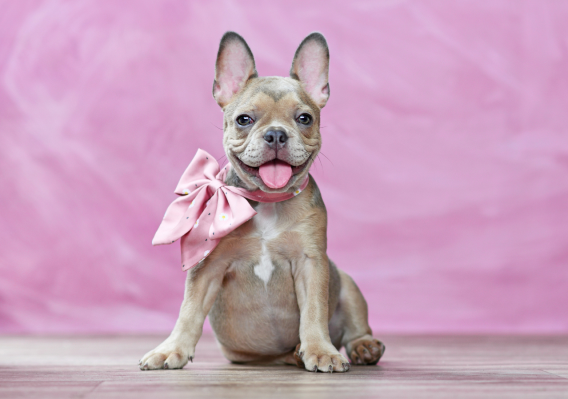 platinum french bulldog