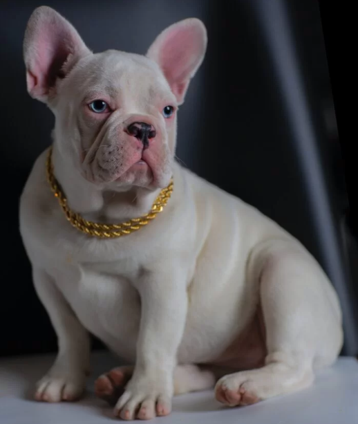 platinum frenchie