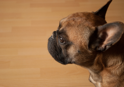 frenchie ears