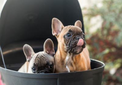 can french bulldogs fly